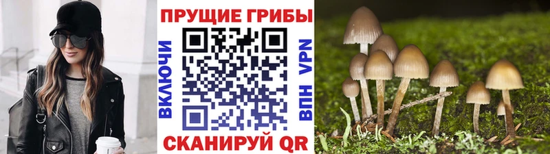что такое   Кукмор  Галлюциногенные грибы MAGIC MUSHROOMS 
